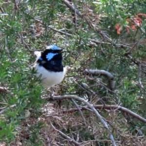 Malurus cyaneus at Fyshwick, ACT - 1 May 2020