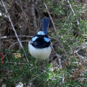 Malurus cyaneus at Fyshwick, ACT - 1 May 2020