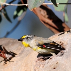 Pardalotus striatus (Striated Pardalote) at Kama - 10 Dec 2017 by Harrisi