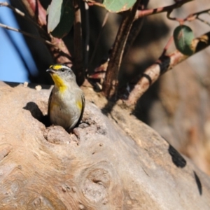 Pardalotus striatus at Molonglo River Reserve - 11 Dec 2017