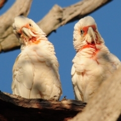 Cacatua tenuirostris (Long-billed Corella) at Whitlam, ACT - 13 Dec 2017 by Harrisi