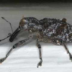 Orthorhinus cylindrirostris at Ainslie, ACT - 9 Dec 2019