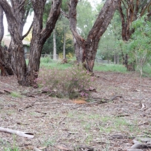 Crowea exalata subsp. exalata at Latham, ACT - suppressed