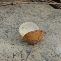 Corbicula australis (Little Basket Shells) at Paddys River, ACT - 15 Jan 2020 by michaelb