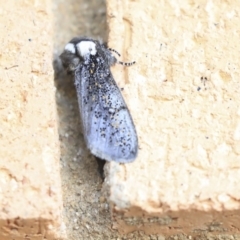 Oenosandra boisduvalii (Boisduval's Autumn Moth) at Higgins, ACT - 6 Apr 2020 by AlisonMilton