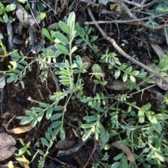 Swainsona sericea (Silky Swainson-Pea) at Tuggeranong Hill - 1 May 2020 by Owen