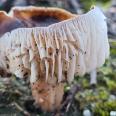 Unverified Fungus at Denman Prospect, ACT - 30 Apr 2020 by AaronClausen