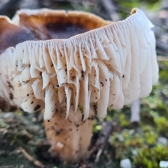 Unidentified Fungus at Denman Prospect, ACT - 30 Apr 2020 by AaronClausen