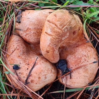 Lactarius deliciosus (Saffron Milkcap) at Denman Prospect, ACT - 29 Apr 2020 by AaronClausen