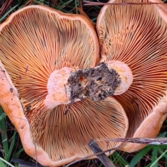 Lactarius deliciosus at Denman Prospect, ACT - 30 Apr 2020 06:27 AM