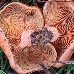 Lactarius deliciosus at Denman Prospect, ACT - 30 Apr 2020 06:27 AM