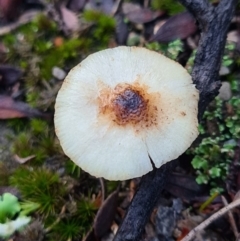 Lepiota s.l. at Denman Prospect, ACT - 29 Apr 2020 by AaronClausen