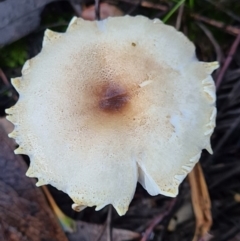 Lepiota s.l. at Denman Prospect, ACT - 30 Apr 2020 by AaronClausen