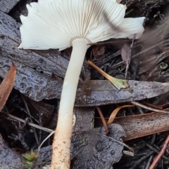 Lepiota s.l. at Denman Prospect, ACT - 30 Apr 2020