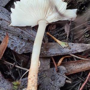 Lepiota s.l. at Denman Prospect, ACT - 30 Apr 2020