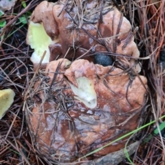 Suillus sp. (A bolete ) at Denman Prospect, ACT - 30 Apr 2020 by AaronClausen