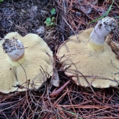 Suillus sp. at Denman Prospect, ACT - 30 Apr 2020 07:10 AM