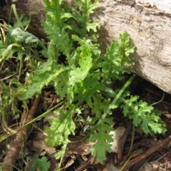 Senecio bathurstianus (Rough Fireweed) at Hall, ACT - 28 Apr 2020 by pinnaCLE