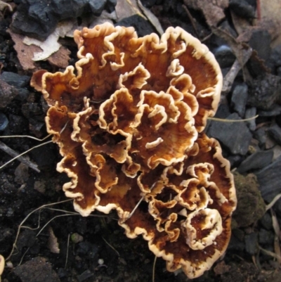 Podoscypha petalodes at Hall Cemetery - 28 Apr 2020 by pinnaCLE