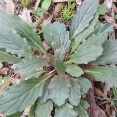 Ajuga australis (Austral Bugle) at Isaacs, ACT - 2 May 2020 by Mike