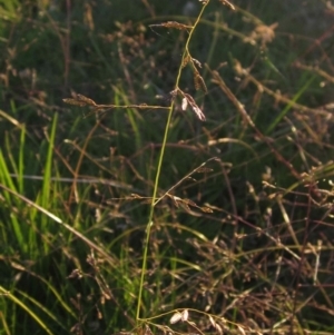 Eragrostis brownii at Dunlop, ACT - 27 Apr 2020