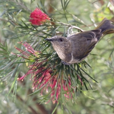 Phylidonyris pyrrhopterus (Crescent Honeyeater) at Merimbula, NSW - 2 May 2020 by Leo