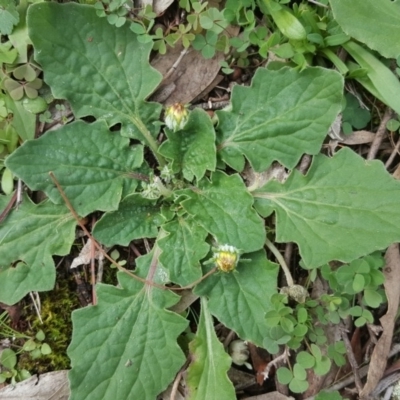 Cymbonotus sp. (preissianus or lawsonianus) (Bears Ears) at Isaacs Ridge - 1 May 2020 by Mike