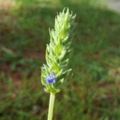 Salvia hispanica (Chia) at Isaacs, ACT - 2 May 2020 by Mike