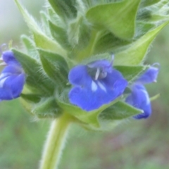 Salvia hispanica at Isaacs, ACT - 2 May 2020