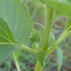 Salvia hispanica at Isaacs, ACT - 2 May 2020