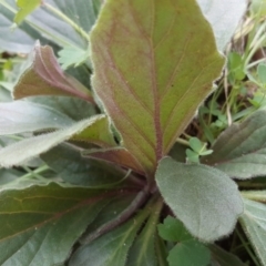 Ajuga australis at Isaacs Ridge and Nearby - 2 May 2020 03:55 AM