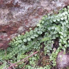 Asplenium flabellifolium (Necklace Fern) at Isaacs Ridge - 1 May 2020 by Mike