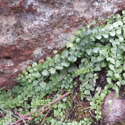 Asplenium flabellifolium (Necklace Fern) at Isaacs, ACT - 2 May 2020 by Mike