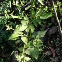 Bidens pilosa (Cobbler's Pegs, Farmer's Friend) at Theodore, ACT - 2 May 2020 by owenh