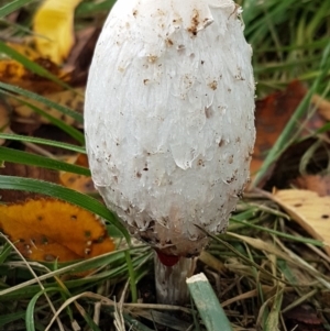 Coprinus comatus at Giralang, ACT - 2 May 2020