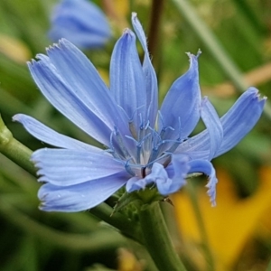 Cichorium intybus at McKellar, ACT - 2 May 2020