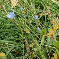 Cichorium intybus at McKellar, ACT - 2 May 2020