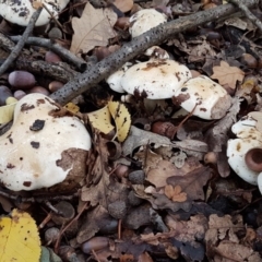 Hebeloma crustuliniforme at Giralang, ACT - 2 May 2020