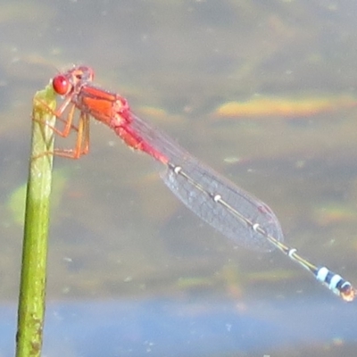 Xanthagrion erythroneurum (Red & Blue Damsel) at Pejar, NSW - 7 Mar 2020 by Christine