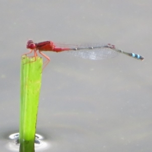 Xanthagrion erythroneurum at Pejar, NSW - 7 Mar 2020