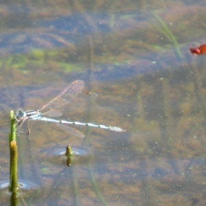 Austrolestes annulosus at Pejar, NSW - 7 Mar 2020