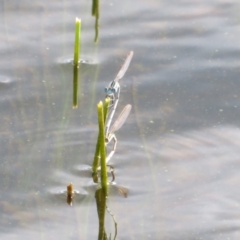 Austrolestes annulosus at Pejar, NSW - 7 Mar 2020