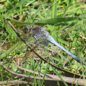 Orthetrum caledonicum at Pejar, NSW - 7 Mar 2020