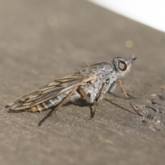 Anabarhynchus sp. (genus) (Stiletto Fly (Sub-family Therevinae)) at Michelago, NSW - 24 Apr 2020 by Illilanga