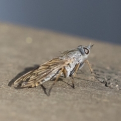 Anabarhynchus sp. (genus) at Michelago, NSW - 24 Apr 2020