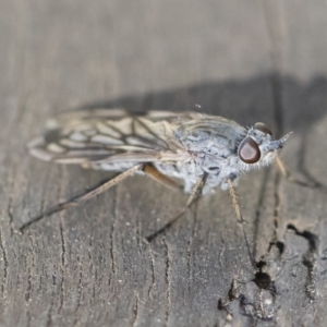 Anabarhynchus sp. (genus) at Michelago, NSW - 24 Apr 2020