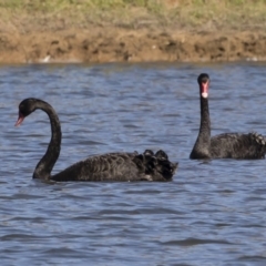 Cygnus atratus at Michelago, NSW - 27 Apr 2020