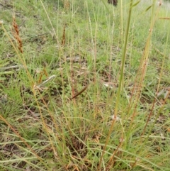 Sorghum leiocladum (Wild Sorghum) at Flynn, ACT - 2 May 2020 by Rosie