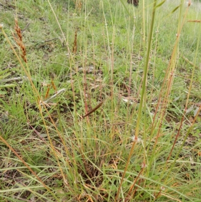 Sorghum leiocladum (Wild Sorghum) at Flynn, ACT - 2 May 2020 by Rosie