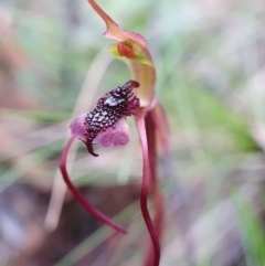 Chiloglottis reflexa (Short-clubbed Wasp Orchid) at Hackett, ACT - 2 May 2020 by shoko